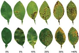 Determination Of Disease Incidence and Severity In Agricultural Crops