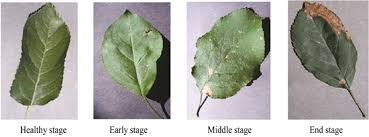 Determination Of Disease Incidence and Severity In Agricultural Crops Determination Of Disease Incidence and Severity In Agricultural Crops