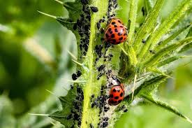 Identification of Insect Warning Signs, Pest Management and Disease Symptoms in Agriculture