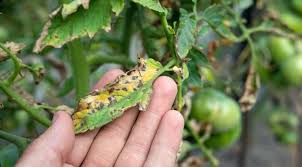 Identification of Insect Warning Signs, Pest Management and Disease Symptoms in Agriculture Identification of Insect Warning Signs, Pest Management, and Disease Symptoms in Agriculture