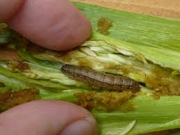Identification of Insect Warning Signs, Pest Management and Disease Symptoms in Agriculture Identification of Insect Warning Signs, Pest Management, and Disease Symptoms in Agriculture