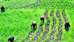 Concept of Food System in Agriculture Concept of Food System in Agriculture
