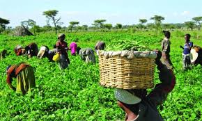 Food Security, Poverty and Famine in Agriculture Food Security, Poverty and Famine in Agriculture