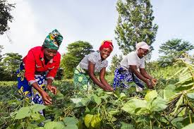 Concept of Food Security and Food Insecurity in Agriculture Concept of Food Security and Food Insecurity in Agriculture
