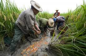 Concept of Sustainable Livelihood in Agriculture