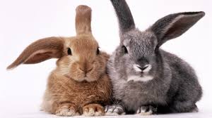 11 Unique Rabbits Behaviors, their Signs and Meanings