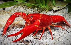 Health Benefits and Uses of Crayfish