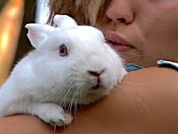 Snuffle (Pasteurellosis) as a Common Disease of Rabbit and How to Cure it