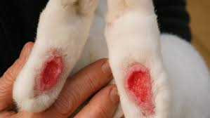 How to Treat Sore Hocks (Pododermatitis) in Rabbits