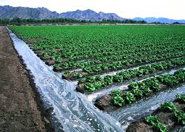 Proper Irrigation and Drainage Guide