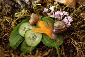 Formula for a Self-mix Snail Feed