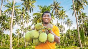 Comprehensive Guide on How to Start Coconut Farming