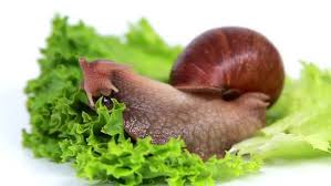 Materials needed for Snail Food (Snail Feed) Formulation