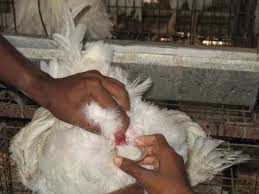 Recommended Broiler Vaccination Schedule