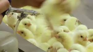 Recommended Broiler Vaccination Schedule Recommended Broiler Vaccination Schedule