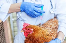 Recommended Broiler Vaccination Schedule Recommended Broiler Vaccination Schedule