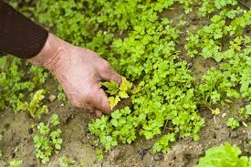 Definition, Classification and Characteristics of Weeds