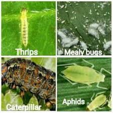 Pests and their Impact on Agricultural Systems