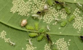 Pests and their Impact on Agricultural Systems Pests and their Impact on Agricultural Systems