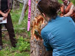 Forestry Pest Management in Agricultural Ecosystems Forestry Pest Management in Agricultural Ecosystems
