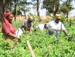 Surveillance and Pest Scouting in Agricultural Pest Management Surveillance and Pest Scouting in Agricultural Pest Management