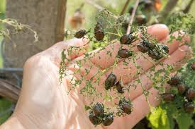 Surveillance and Pest Scouting in Agricultural Pest Management Surveillance and Pest Scouting in Agricultural Pest Management