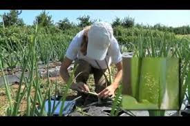 Economic Damage and Supply Factors in Agricultural Pest Management