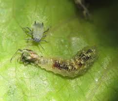 Economic Impact and Pest Analysis in Agricultural Pest Management Economic Impact and Pest Analysis in Agricultural Pest Management