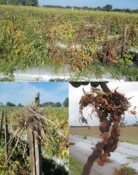 Economic Impact and Pest Analysis in Agricultural Pest Management Economic Impact and Pest Analysis in Agricultural Pest Management