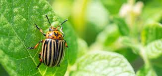 Methods for Controlling Specific Pests in Agricultural Systems