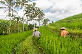Global Efforts in Agricultural Food and Nutrition Security