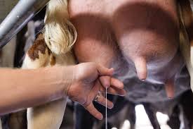 Animal Teat Management and How to Clean Teats