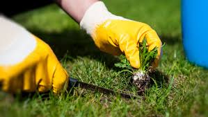 Preventive Methods of Weed Control Guide