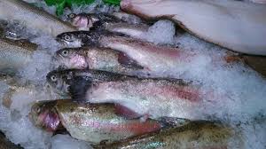 A Comprehensive Guide to Selecting, Storing, and Preserving Fish in Food Commodities Comprehensive Guide to Selecting, Storing, and Preserving Fish in Food Commodities