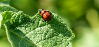 Definitions, Classification, and Description of Important Pests of Crops