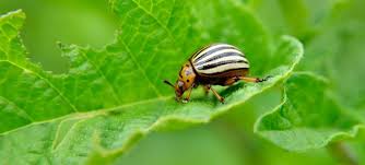 Definitions, Classification, and Description of Important Pests of Crops Definitions, Classification, and Description of Important Pests of Crops