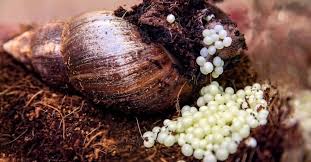 How to Hatch Snail Eggs Successfully in Snail Rearing