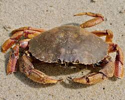 Health Benefits and Uses of Crab