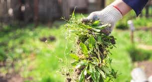 Cultural Weed Management System Guide