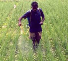 Chemical Methods of Weed Control Guide