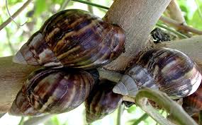 6 Processes Involved in Successful Snail Farming Business