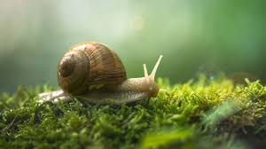 General Management Routine for Snails