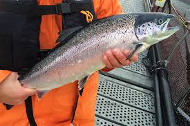 Health Benefits and Uses of Salmon