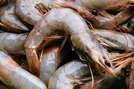Health Benefits and Uses of Shrimp