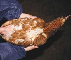 Vent Pecking (Cannibalism) in Poultry Chickens and Control Measures
