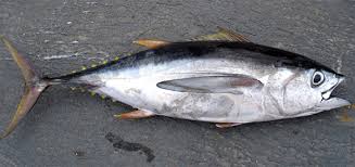 Health Benefits and Uses of Tuna