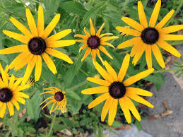 All About Black Eyed Susan Flower (Rudbeckia hirta)