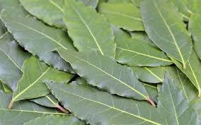 Les Pouvoirs de guérison de la Baie des Feuilles de la Plante