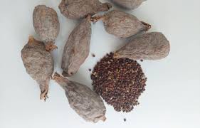 Alligator Poivre (Aframomum melegueta) – des Faits, des Avantages pour la Santé et l'Utilise