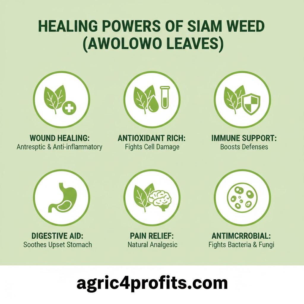 Les Pouvoirs de guérison de Siam contre les mauvaises Herbes (Awolowo Feuilles)